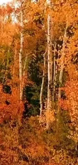 Vibrant autumn birch forest wallpaper with orange leaves.