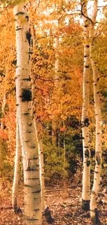 Mobile wallpaper featuring birch trees amidst golden autumn foliage.