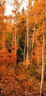 Vibrant autumn birch trees with orange foliage covering the forest floor.