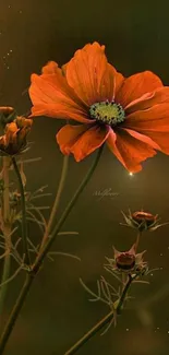 Orange blossom wallpaper on dark background.