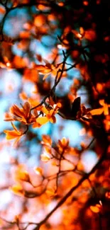 Orange blossoms on branches against blue sky.