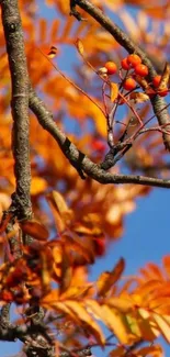 Vibrant autumn branch with orange leaves against a blue sky.