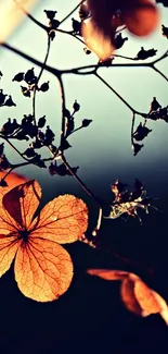 Mobile wallpaper of autumn branches with orange leaves.