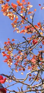 Red autumn leaves against a clear blue sky.