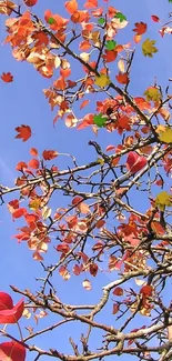 Red autumn leaves on tree branches against a clear blue sky.