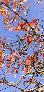 Mobile wallpaper with autumn branches and red leaves against a blue sky.