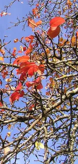 Autumn branches with red leaves set against a vivid blue sky.