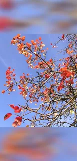 Autumn branches with red leaves against a clear blue sky.