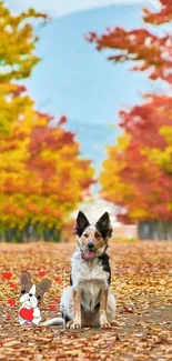 Dog sitting on autumn leaves with vibrant colorful trees.