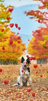 Dog sitting on leafy autumn path with colorful trees.