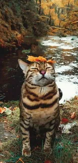 Cat with leaf hat sits by a serene autumn river.