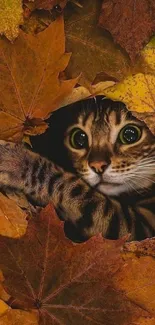 Cute cat peeking through autumn leaves, perfect for wallpapers.