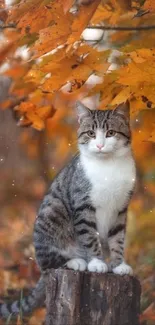 Cute cat on tree stump amid orange leaves in autumn.