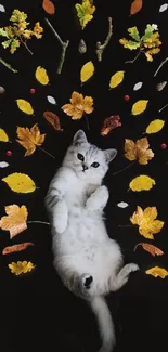 Cat surrounded by autumn leaves on black.