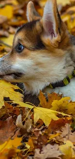 Corgi puppy nestled in autumn leaves, exuding a warm, golden fall atmosphere.