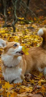 Corgi playing among yellow autumn leaves in a forest.