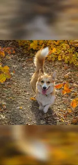 Cute Corgi walking through an autumn-colored forest path.