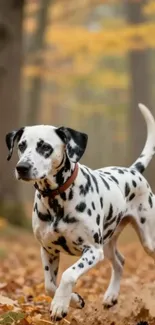 Dalmatian dog running through autumn leaves in the forest.