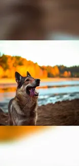 Dog in autumn forest by a serene lake at sunset.