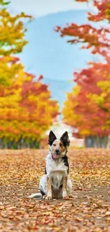 Dog sitting on a leaf-covered path in an autumn-colored forest.