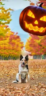 Dog on fall leaves with Halloween pumpkin.