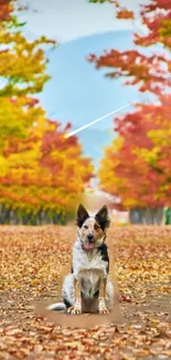 Dog sitting on autumn path with colorful leaves.