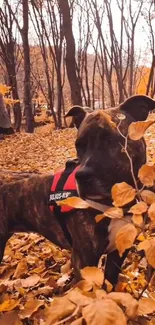 Dog in an autumn forest with orange leaves background.