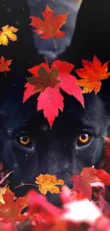 Black dog surrounded by vibrant autumn leaves with a rich fall theme.