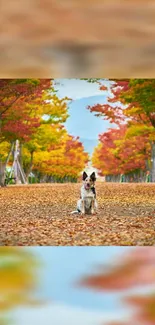 Dog sitting on an autumn path with colorful leaves.