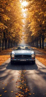 Classic car driving through sunlit autumn leaves.