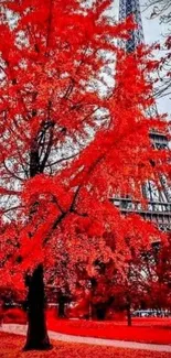 Red autumn leaves with Eiffel Tower in the background.