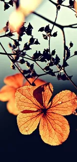 Warm orange flower with delicate petals and a dark, blurred background.