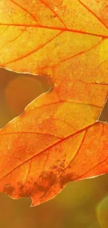 Close-up of vibrant orange autumn leaves with sunlight glow.