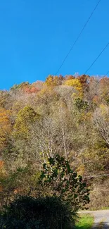 Serene autumn forest with blue sky and colorful foliage.