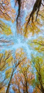 Vibrant autumn forest canopy with blue sky.