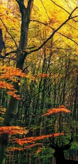 Autumn forest with vibrant leaves and a deer silhouette.