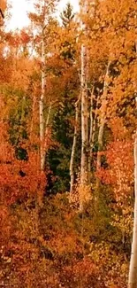 Autumn forest with orange foliage and birch trees.