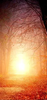 Golden sunlight in an autumn forest with vibrant orange leaves.