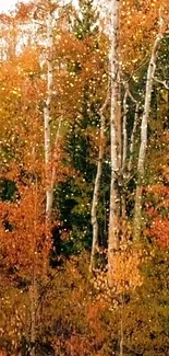 Autumn forest with glowing golden leaves and trees.