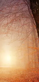 Misty autumn forest path with golden sunlight and tree branches in view.