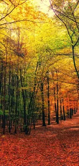 Autumn forest with vibrant orange leaves and a scenic path.