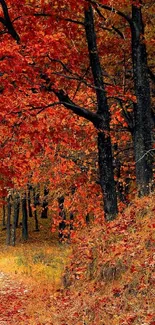 Vibrant autumn forest with red and orange leaves and a woodland path.