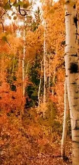 Autumn forest with golden birch trees, ideal for nature wallpapers.