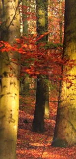 Vibrant autumn forest with red and orange leaves covering the ground.