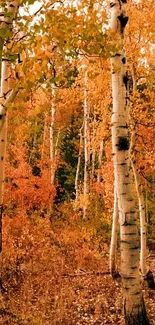 Autumn forest with birch trees and orange leaves.
