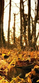 Golden autumn forest with fallen leaves and tall trees.