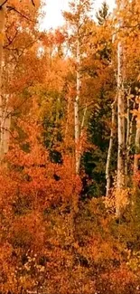 Autumn forest with vibrant orange leaves and birch trees.