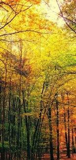 Vibrant autumn forest with colorful trees.