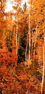 Autumn forest with vibrant orange and yellow foliage.