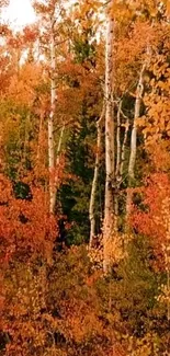 Vibrant autumn forest with orange foliage and trees.